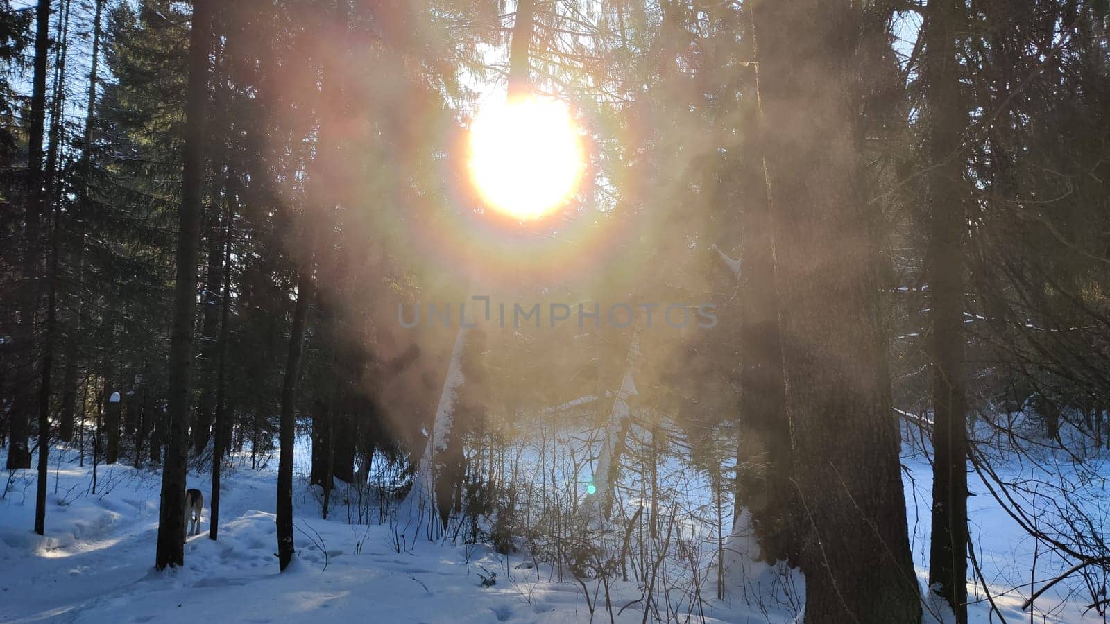 Landscape with snow forest and sun in winter or nice early spring day