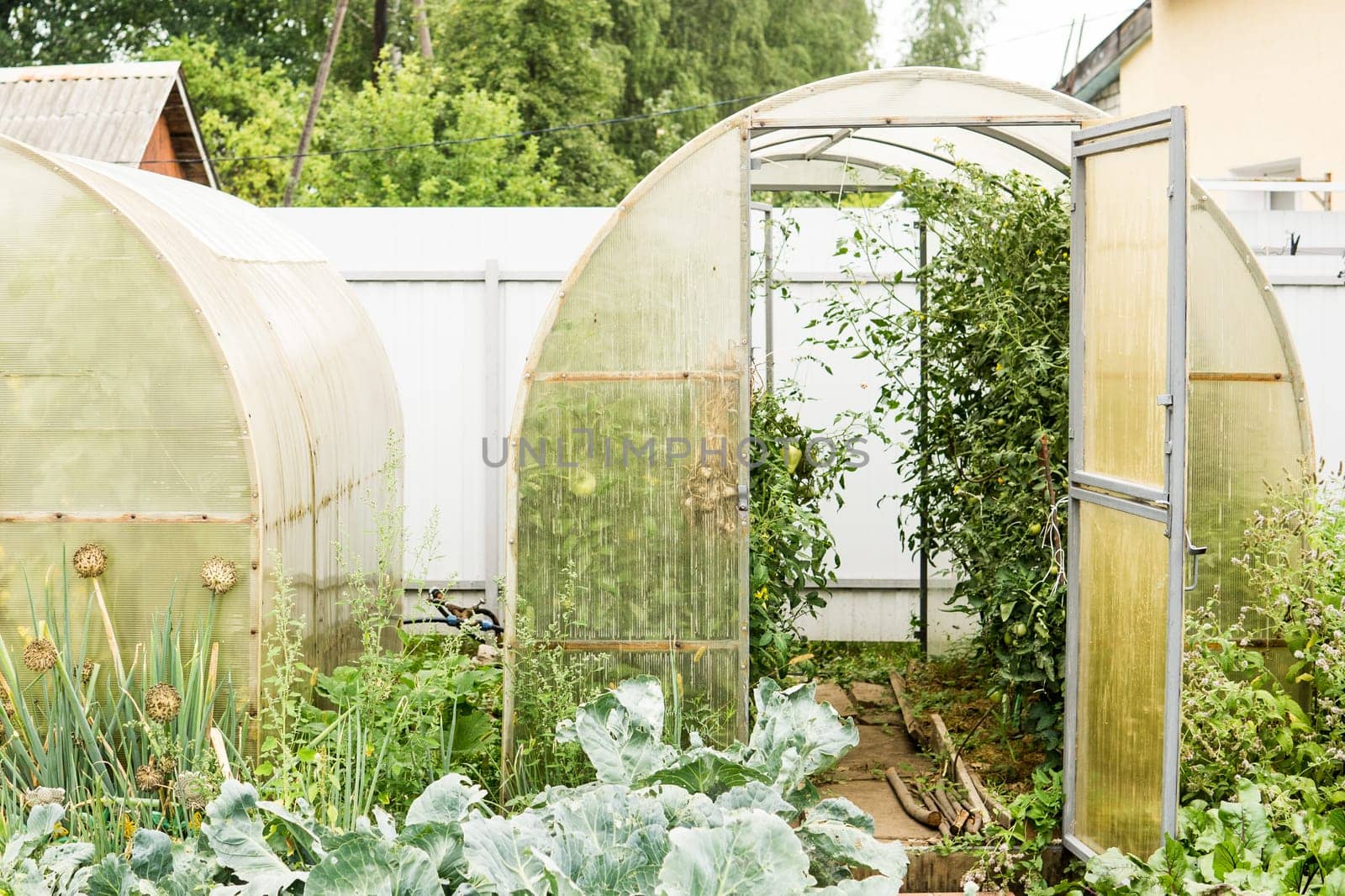 Large greenhouses for growing homemade vegetables. The concept of gardening and life in the country. by Annu1tochka