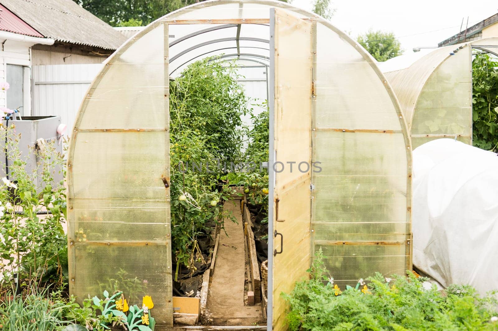 Large greenhouses for growing homemade vegetables. The concept of gardening and life in the country. by Annu1tochka