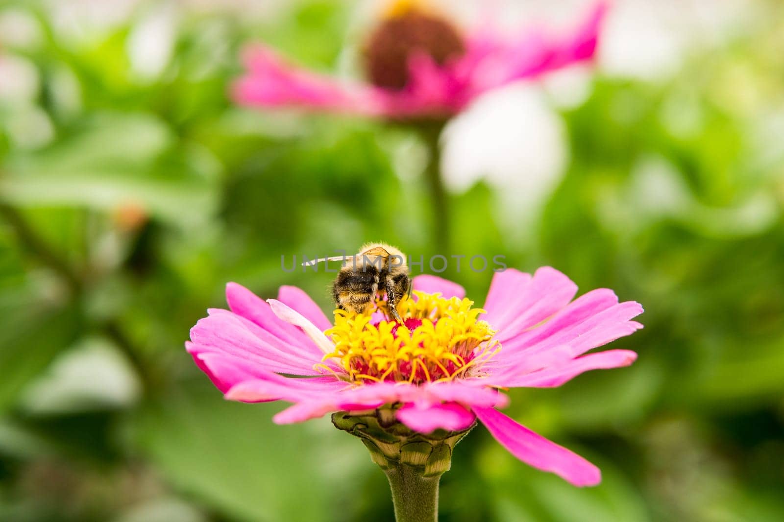 Beautiful pink flowers growing in the garden. Gardening concept, close-up. The flower is pollinated by a bumblebee