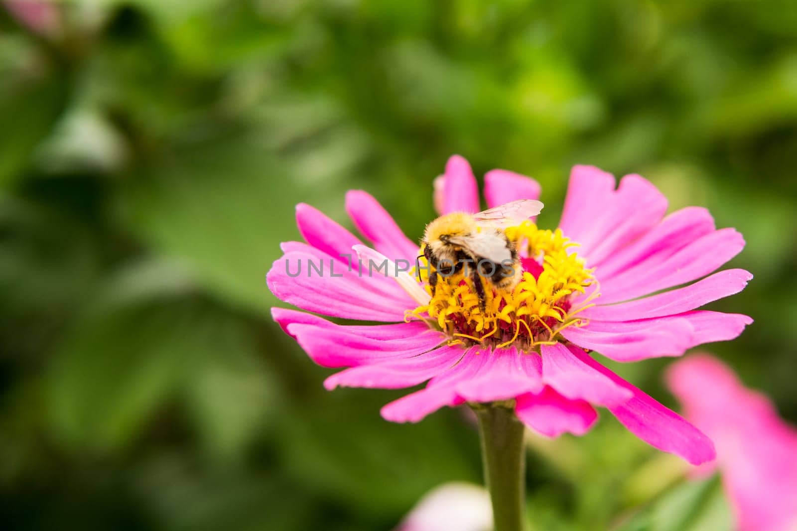 Beautiful pink flowers growing in the garden. Gardening concept, close-up. The flower is pollinated by a bumblebee