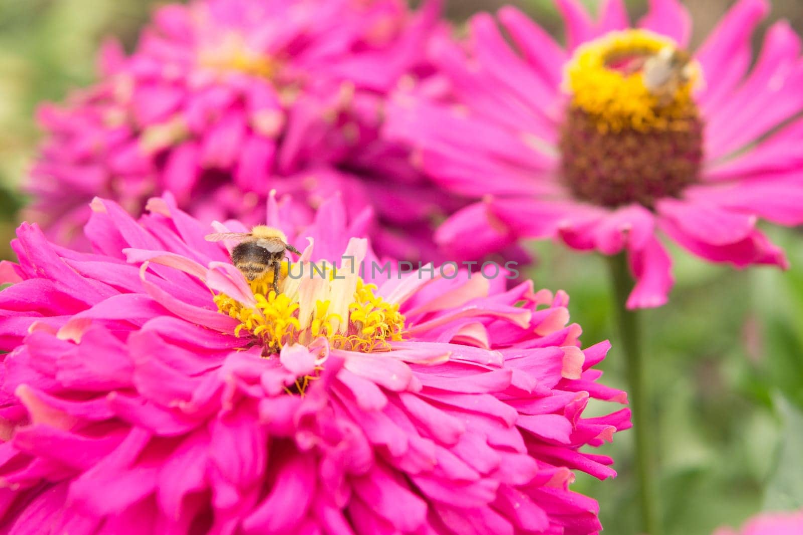 Beautiful pink flowers growing in the garden. Gardening concept, close-up. The flower is pollinated by a bumblebee