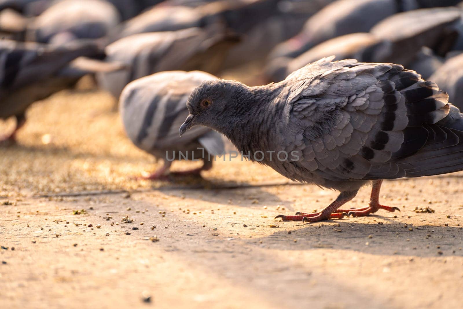 low shot of pigeons eating grain from ground in golden morning light in sector 17 chandigarh by Shalinimathur