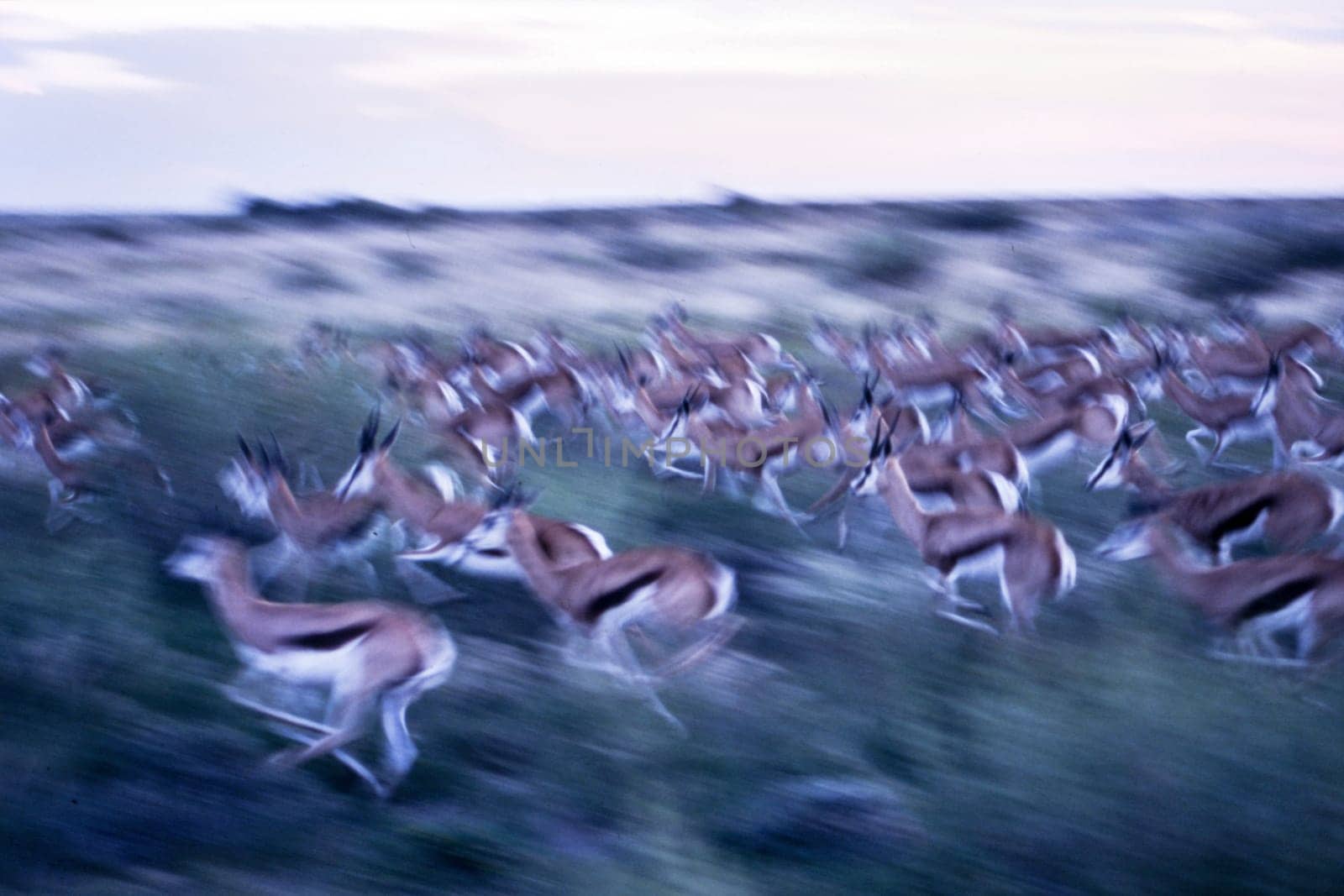 Springbok (Antidorcas marsupialis), Central Kalahari Game Reserve, Ghanzi, Botswana, Africa