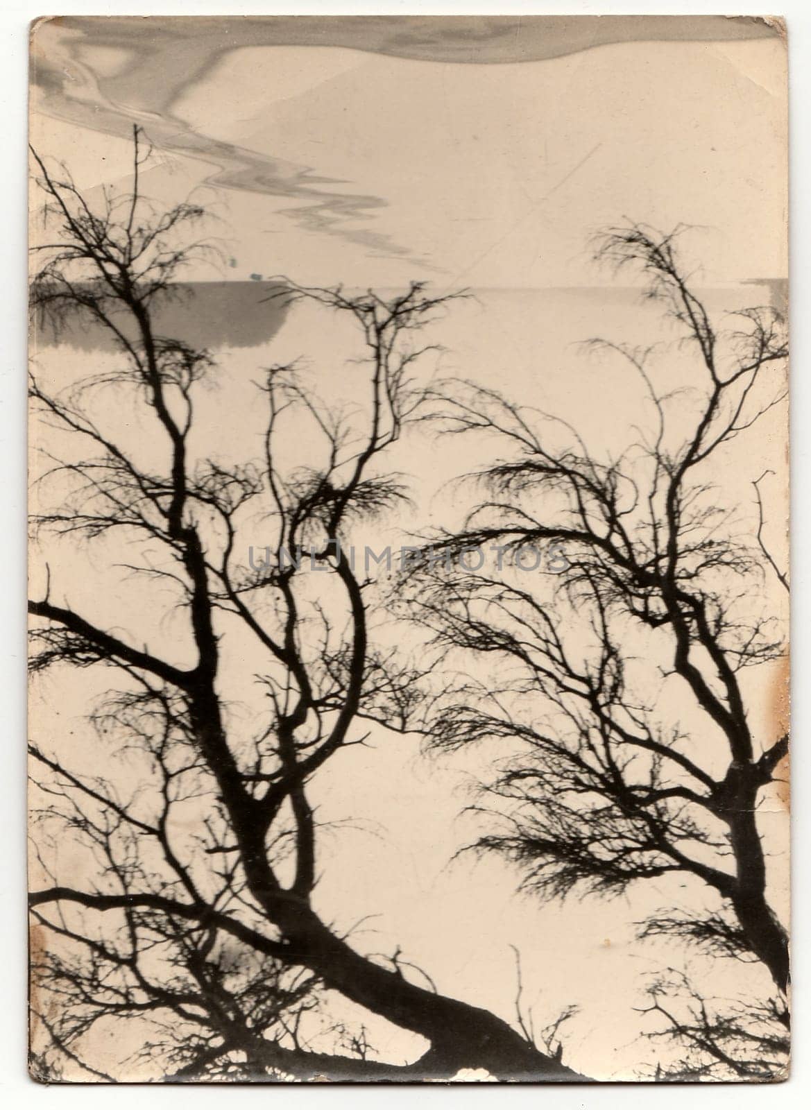 Vintage photo shows tree reflection on water surface. by roman_nerud