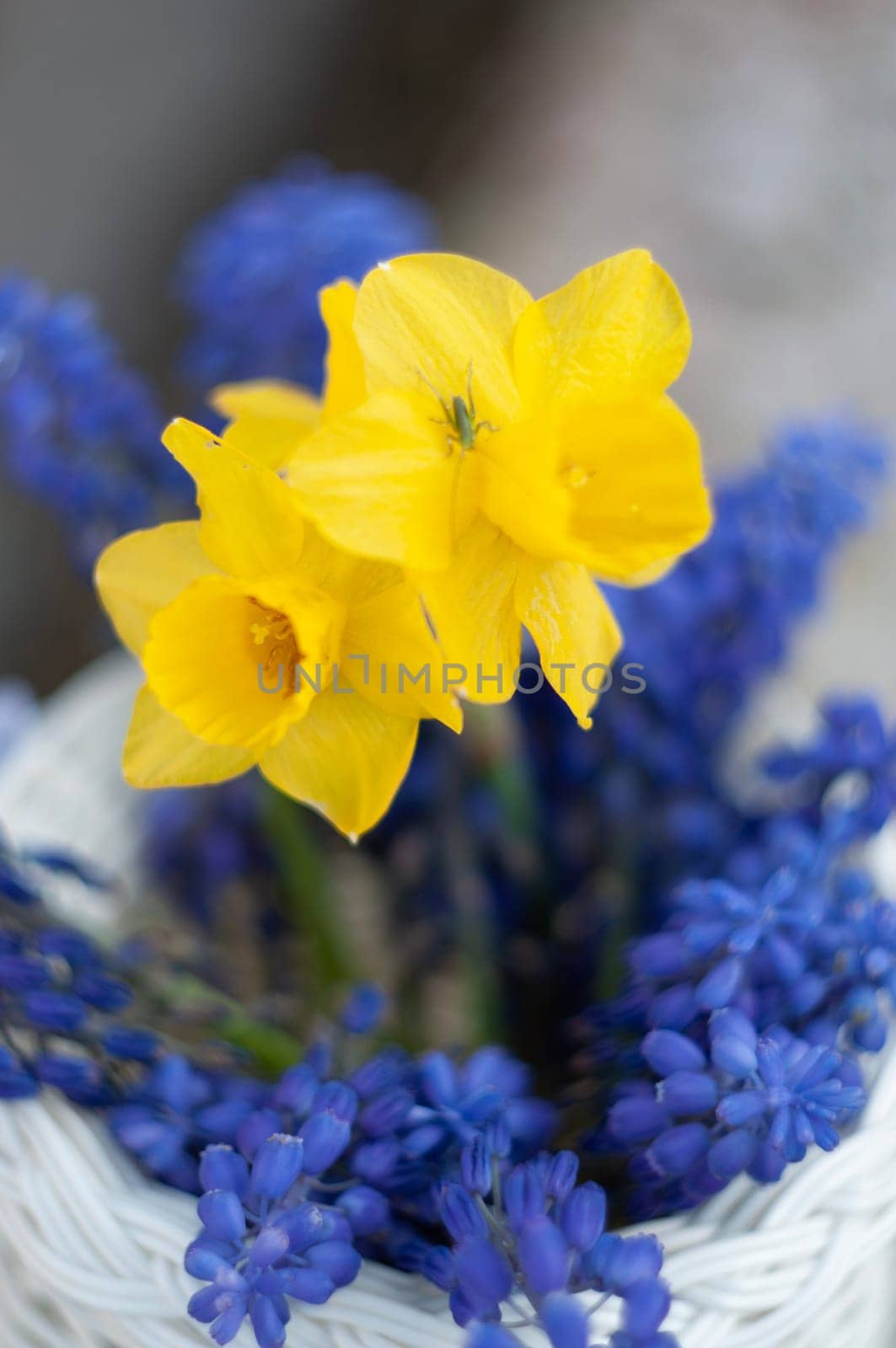 selective focus, bouquet of spring yellow daffodils and blue muscari, green mini grasshopper in flower, High quality photo