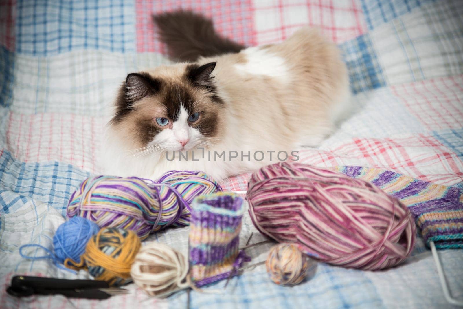 Colored threads, knitting needles and other items for hand knitting and a cute domestic cat Ragdoll on the bed.
