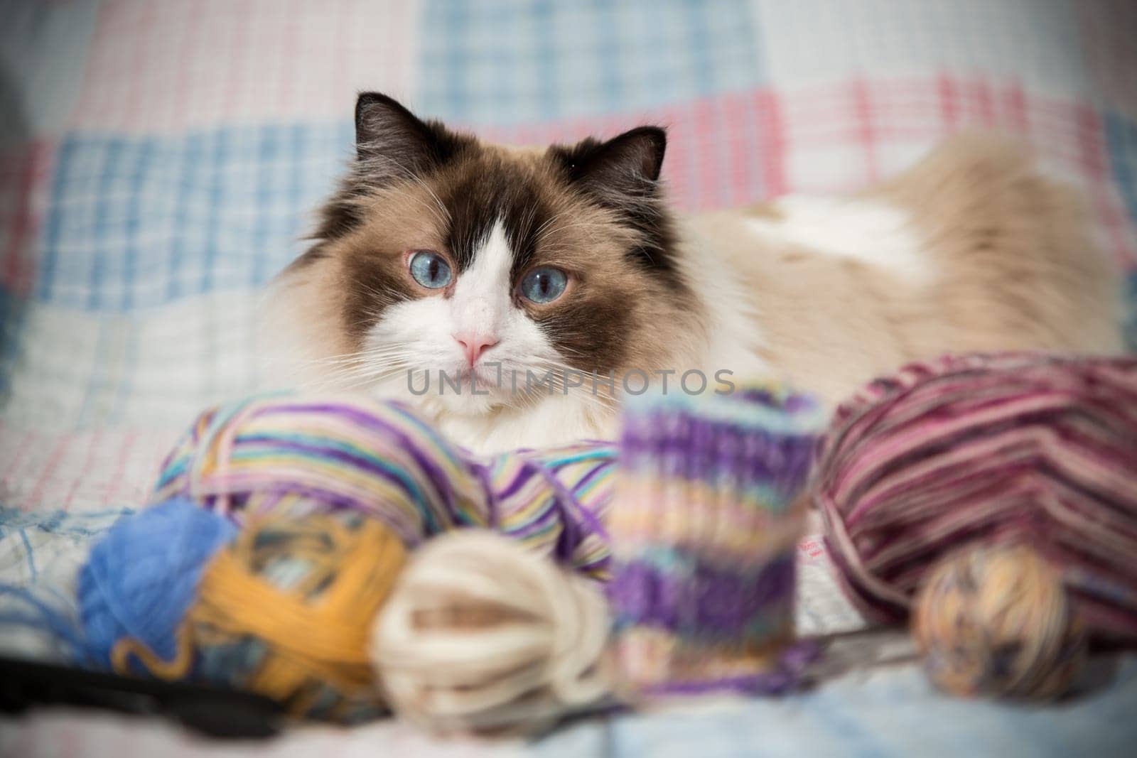Colored threads, knitting needles and other items for hand knitting and a cute domestic cat Ragdoll on the bed.