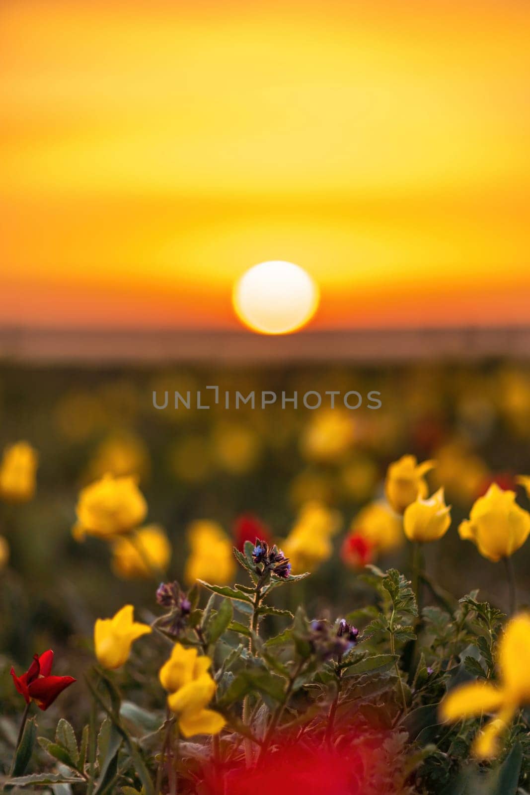 Wild tulip flowers at sunset, natural seasonal background. Multi-colored tulips Tulipa schrenkii in their natural habitat, listed in the Red Book. by Matiunina
