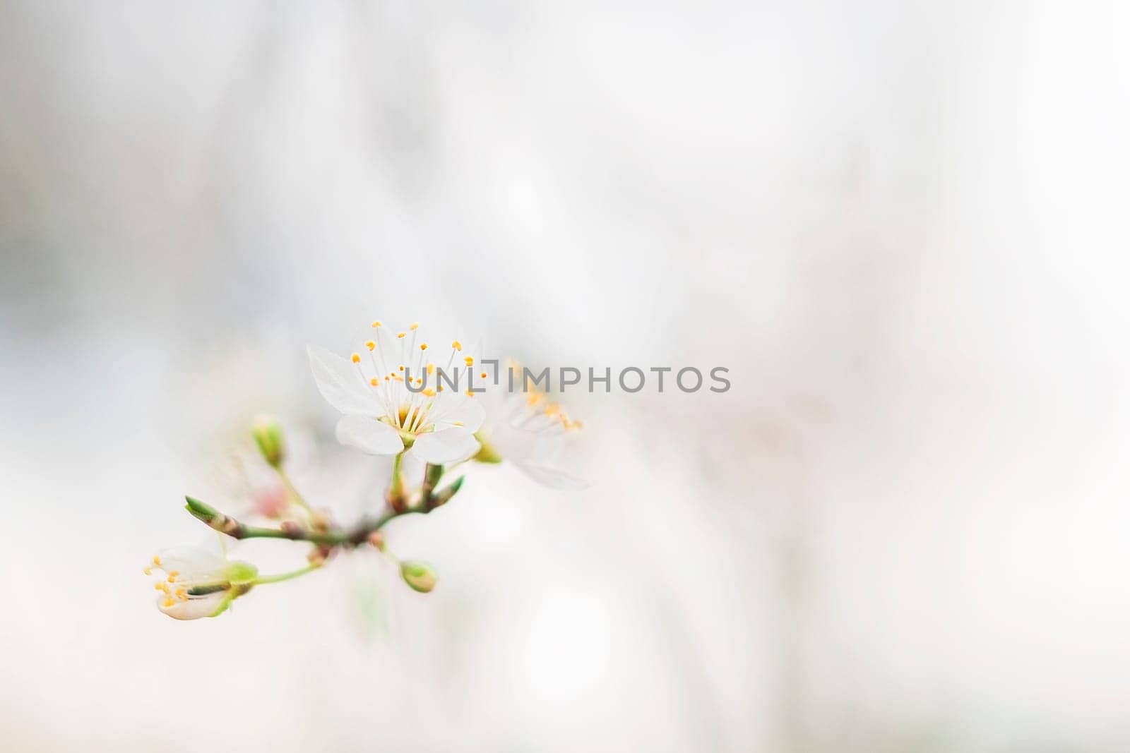 Close-up of white cherry blossom branch in the rays of light.