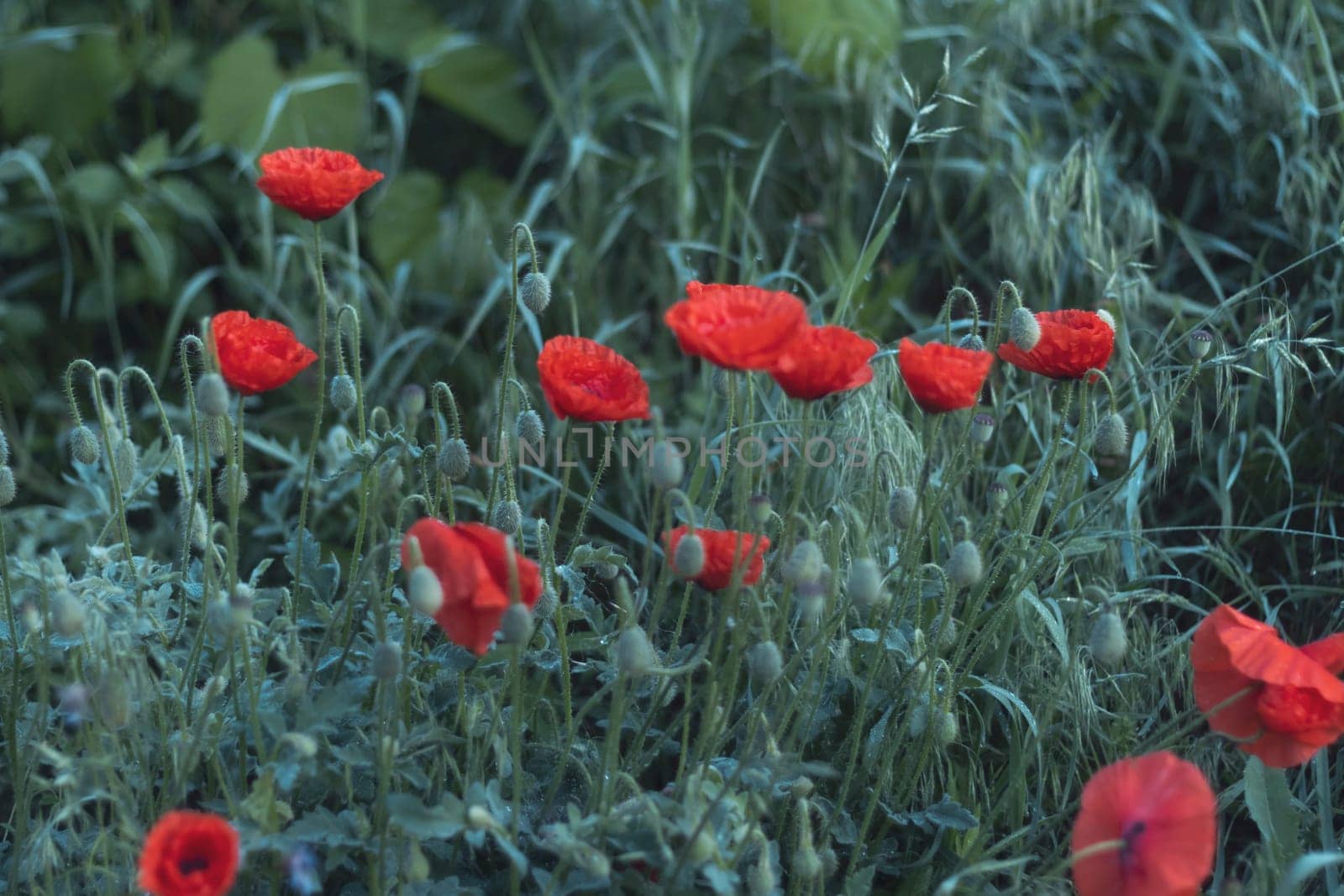 red poppies on a background of green grass, beauty