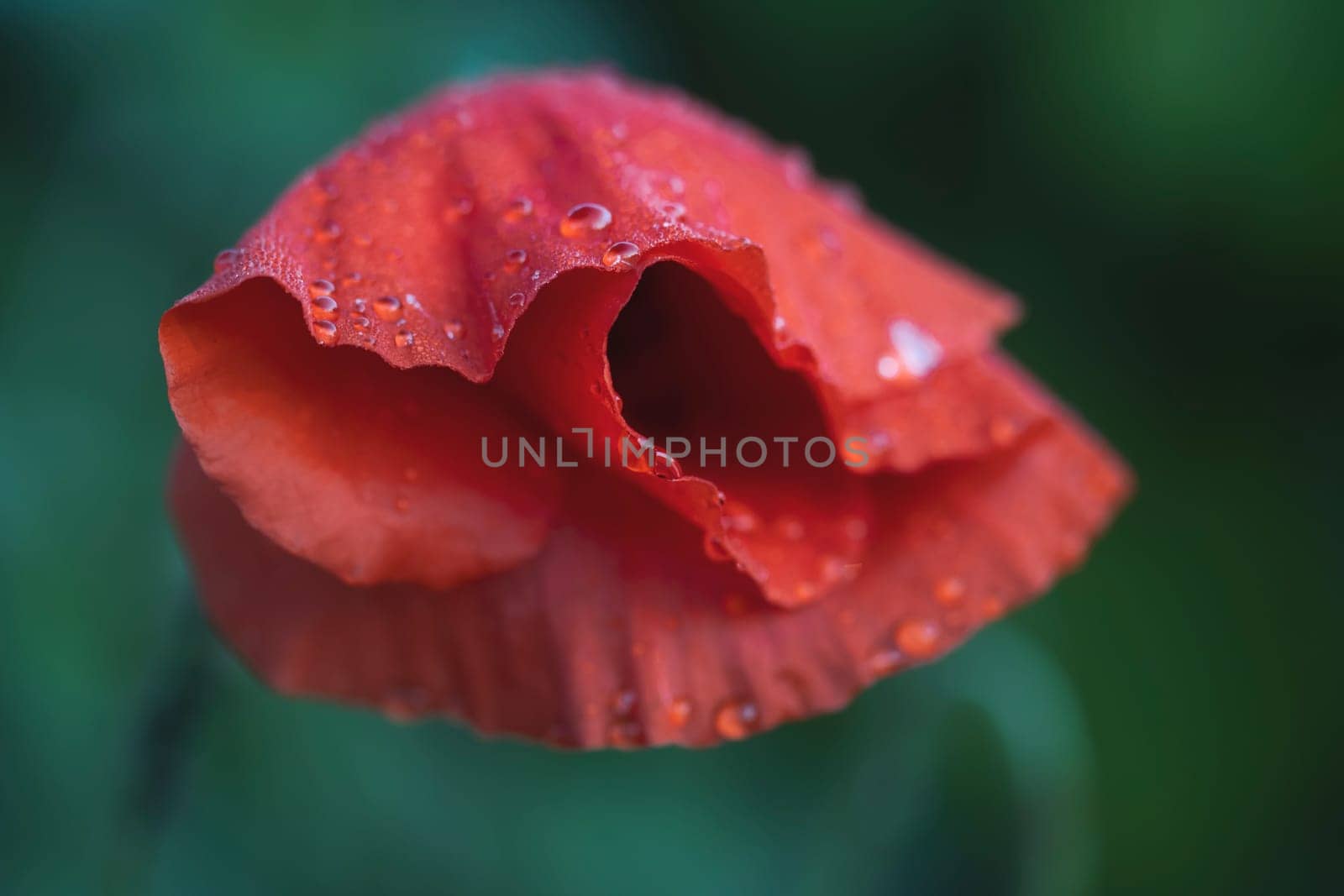 red poppies on a background of green grass, beauty