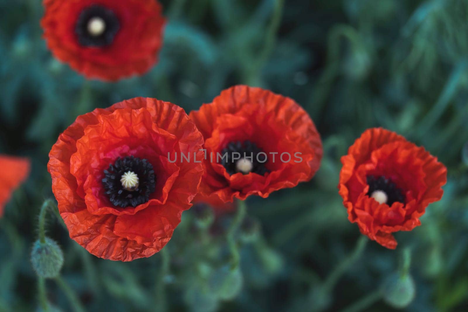 red poppy flowers top view, beauty