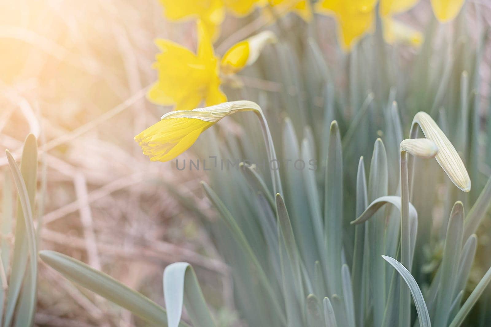 Spring flower yellow Narcissus in the garden by Annavish