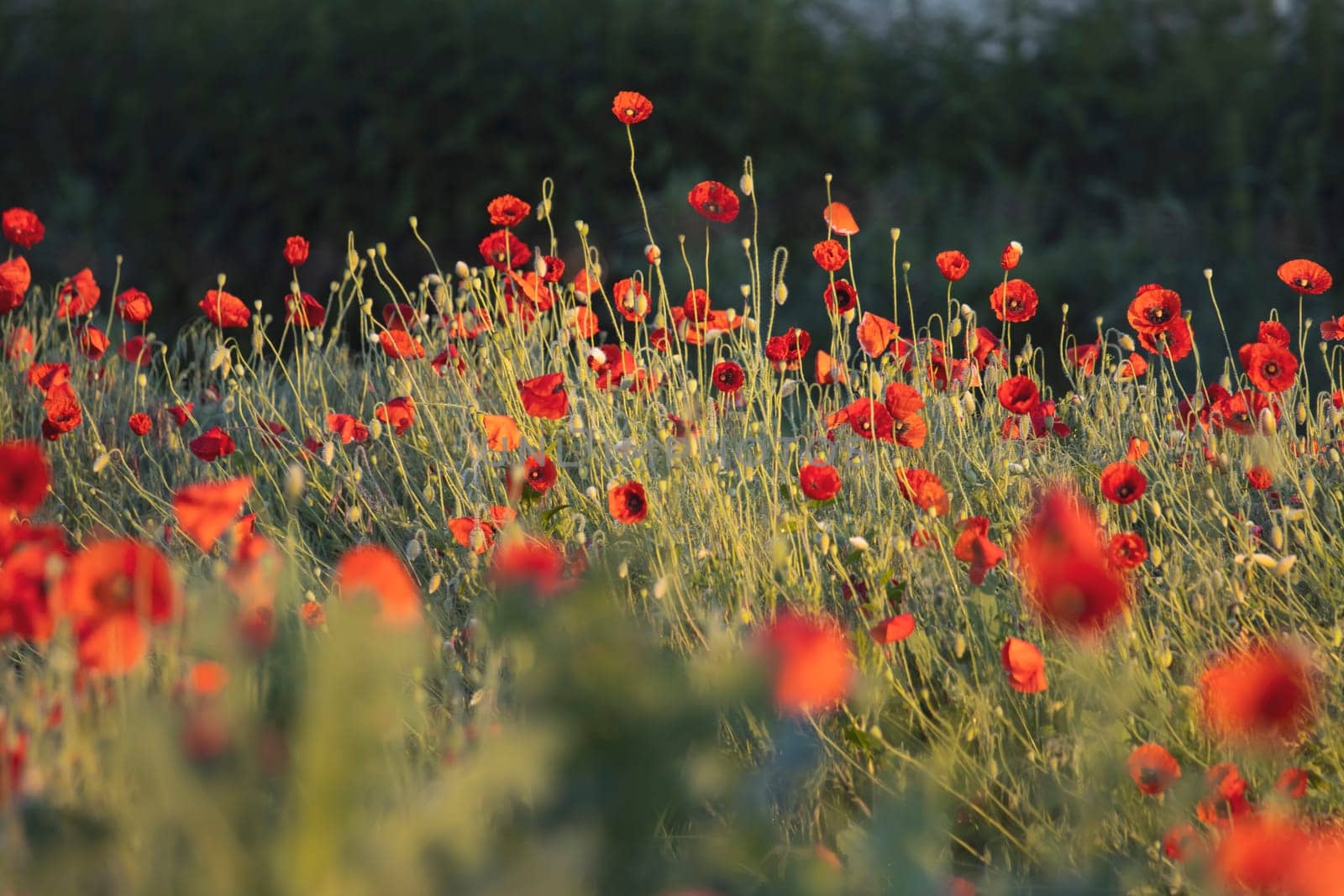 red poppy flowers, blooming field, beauty