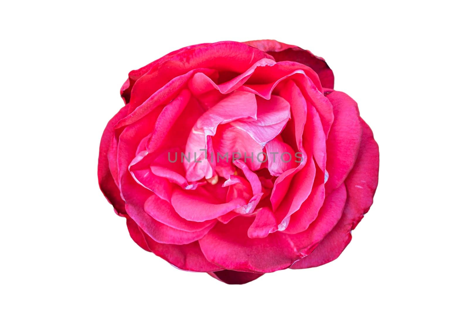 open beautiful pink rose blossom isolated on white background.
