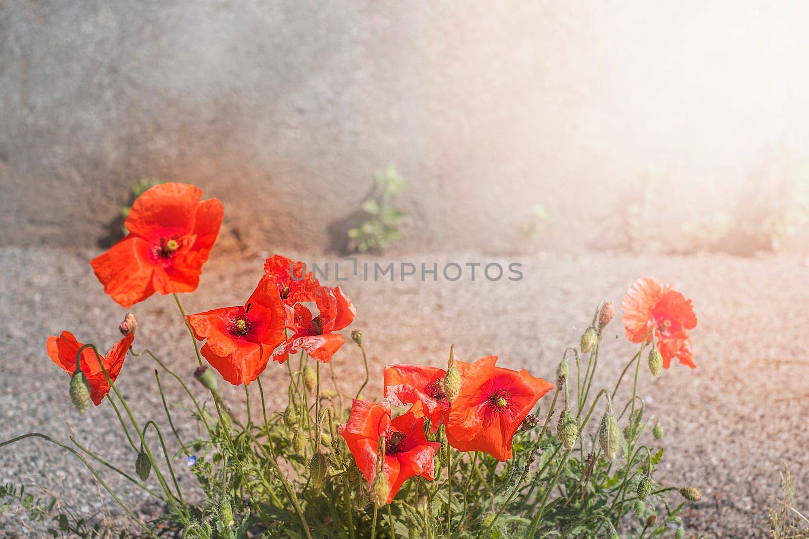 bright red blooming poppies along the roadside on a warm summer by Annavish
