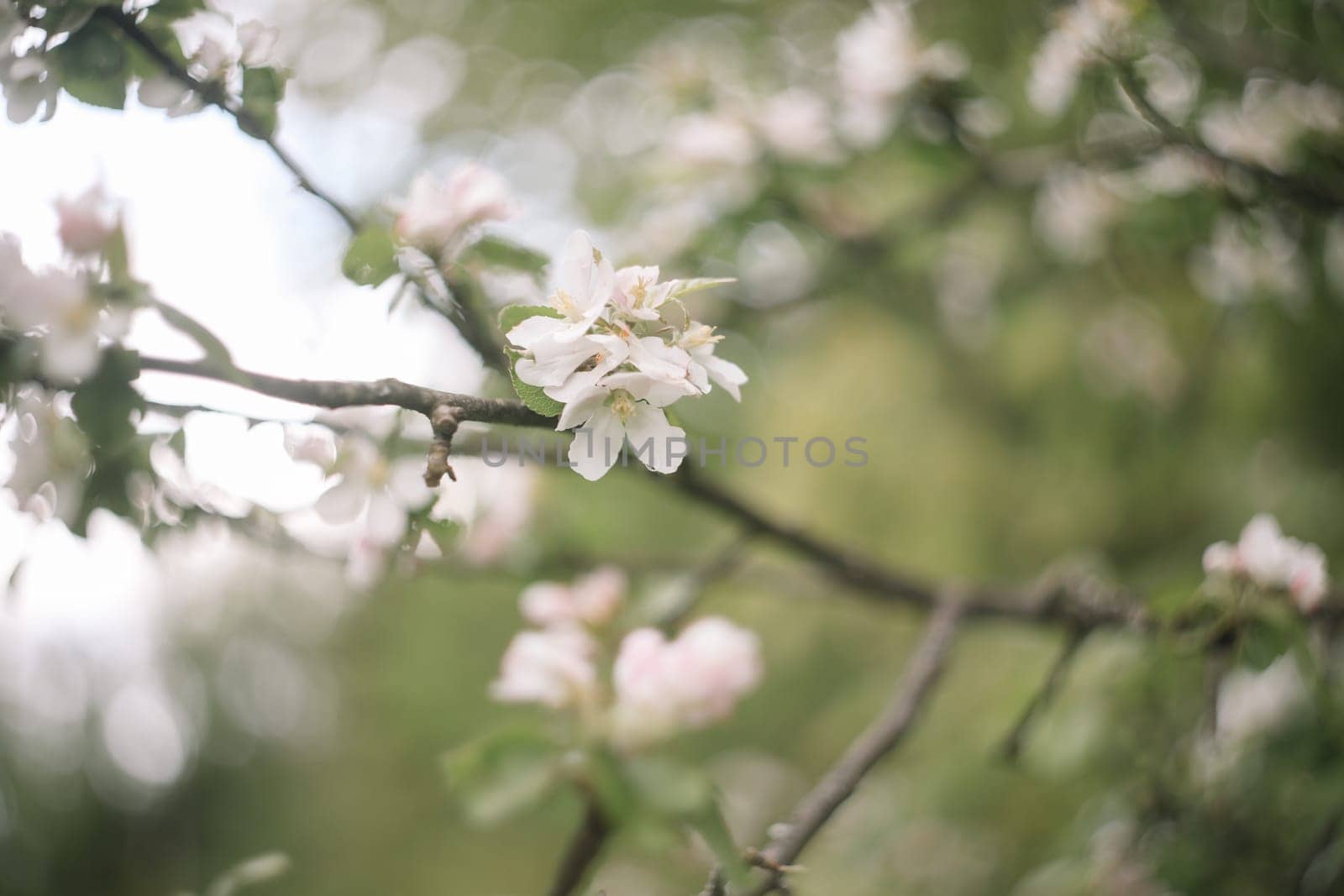 spring background with white flowers and apple leaves. Blur spring blossom background.