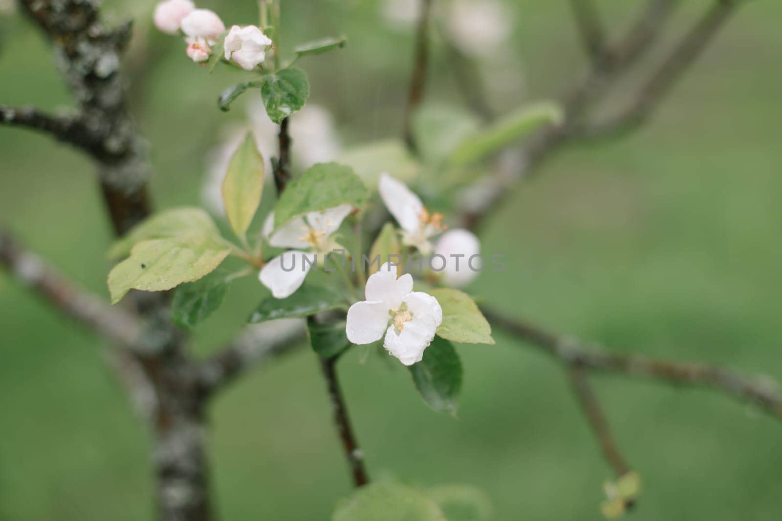 spring background with white flowers and apple leaves. Blur spring blossom background.