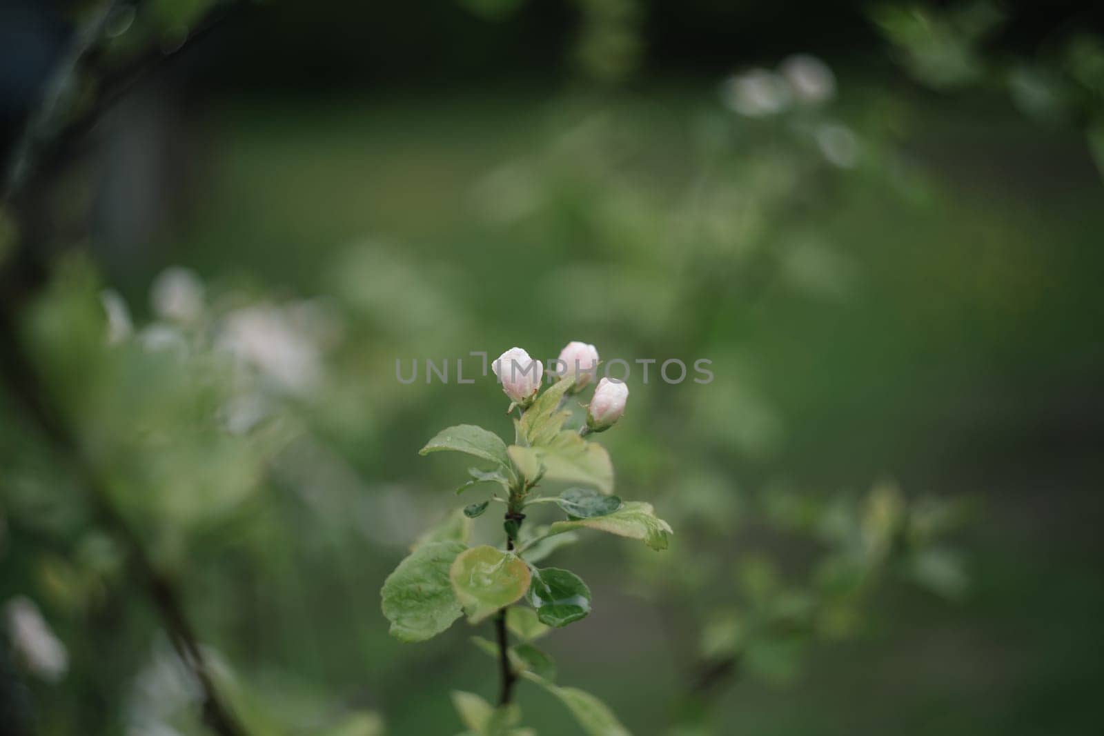 spring background with white flowers and apple leaves. Blur spring blossom background.