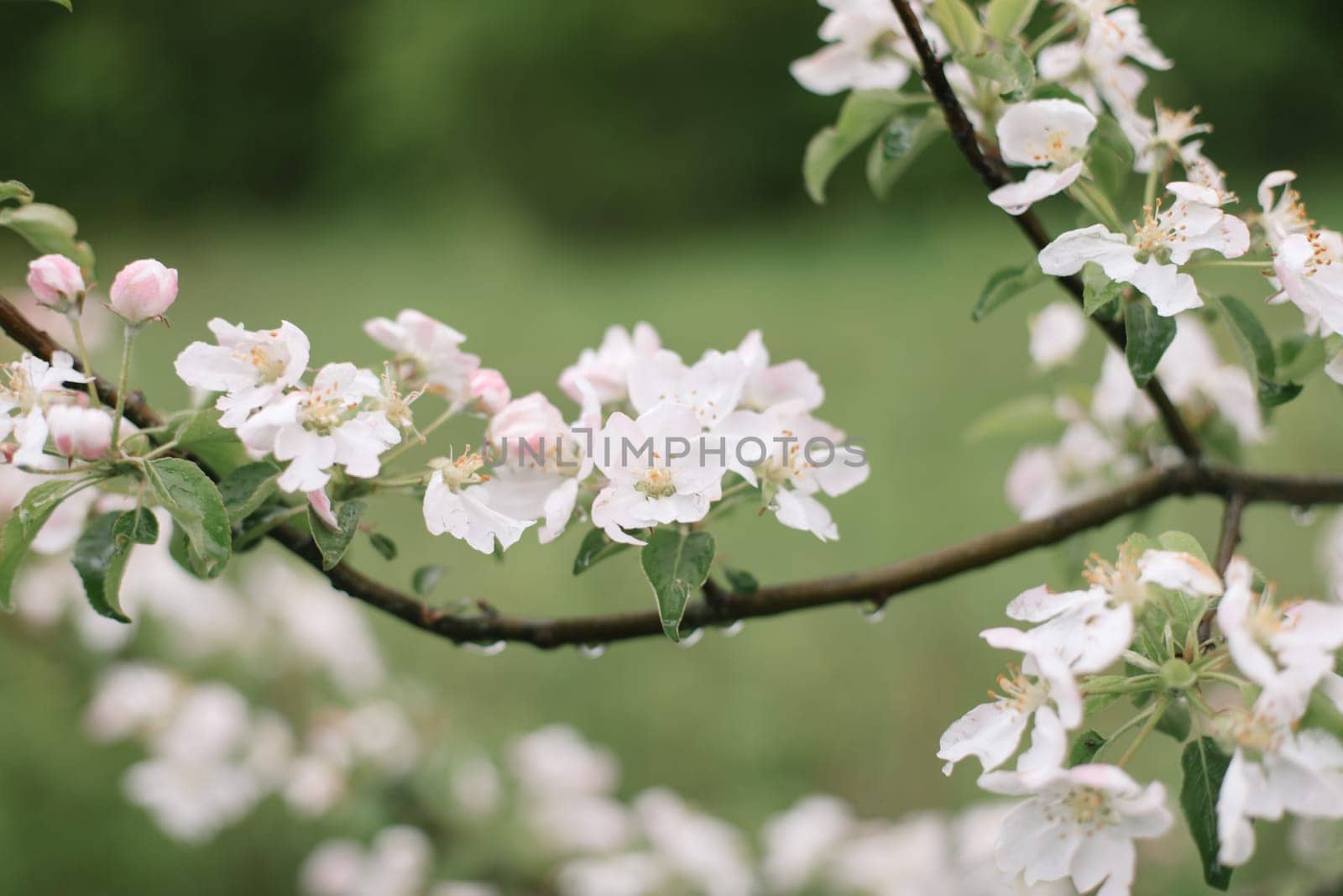 spring background with white flowers and apple leaves. spring blossom background