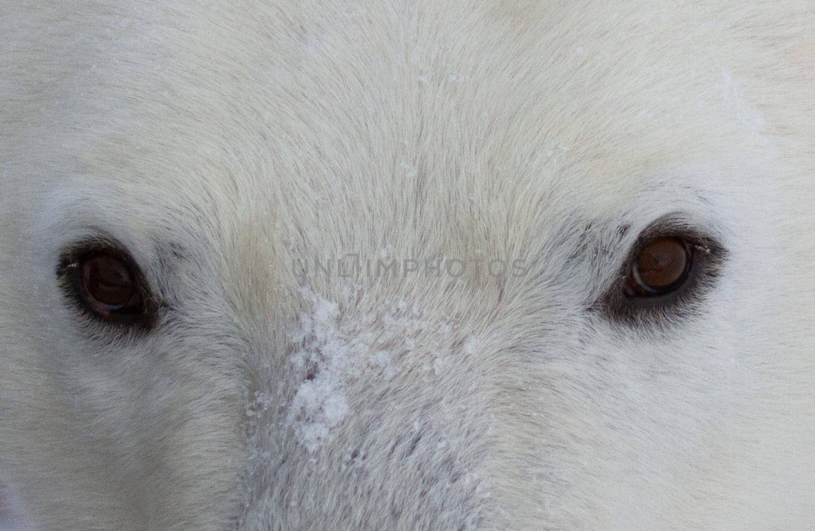 A close up of a polar bear or Ursus Maritimus, near Churchill, Manitoba Canada by Granchinho