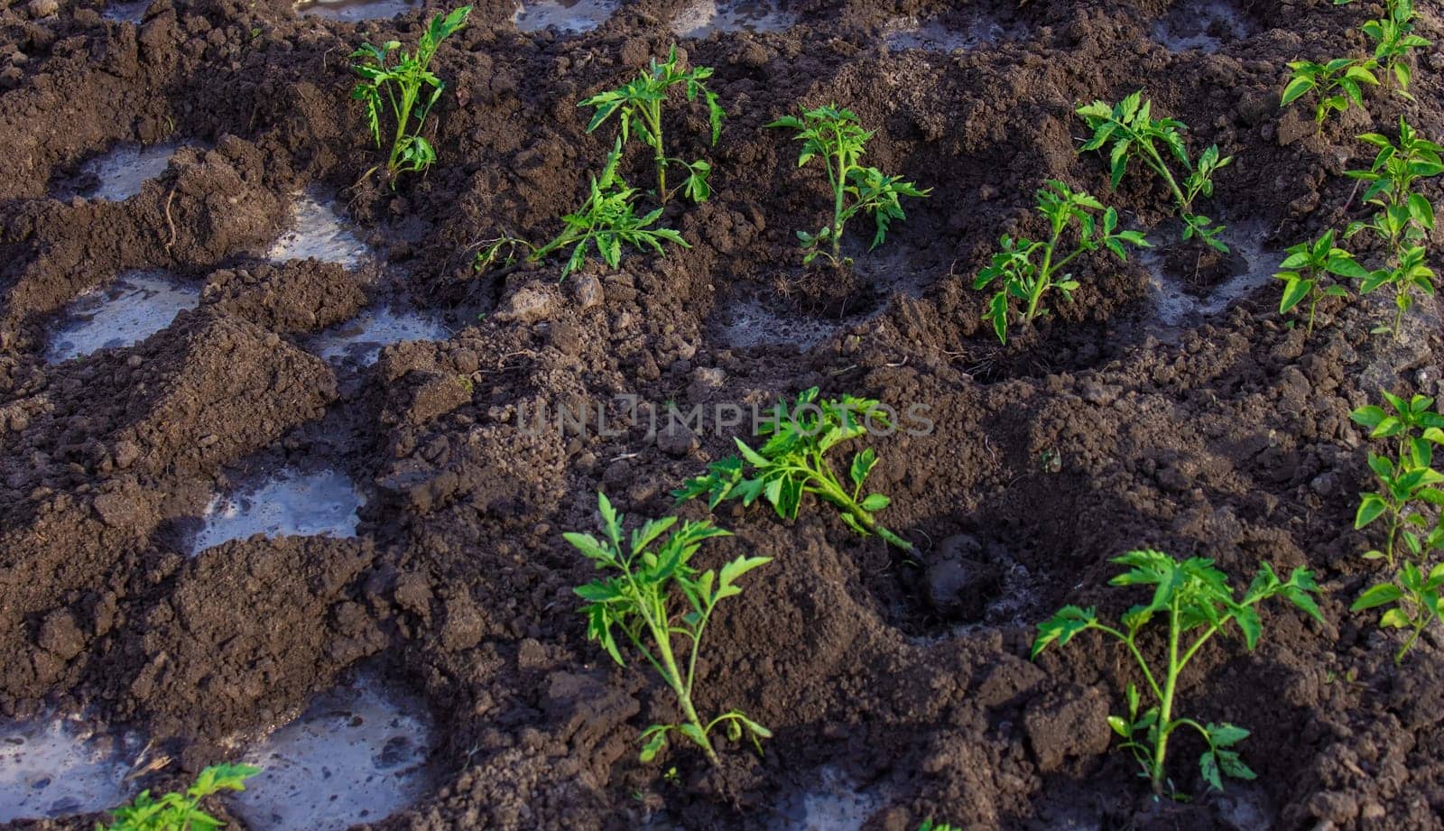 beds in the garden. Selective focus. nature