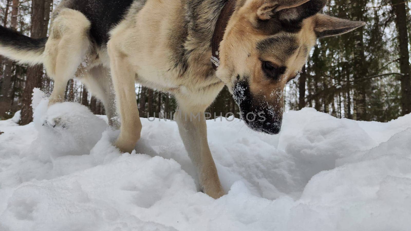 Dog German Shepherd on white snow in a winter day. Eastern European dog veo searches, digs, catches, follows the trail in cold weather. The dog mice and hunts small animals in the snow by keleny