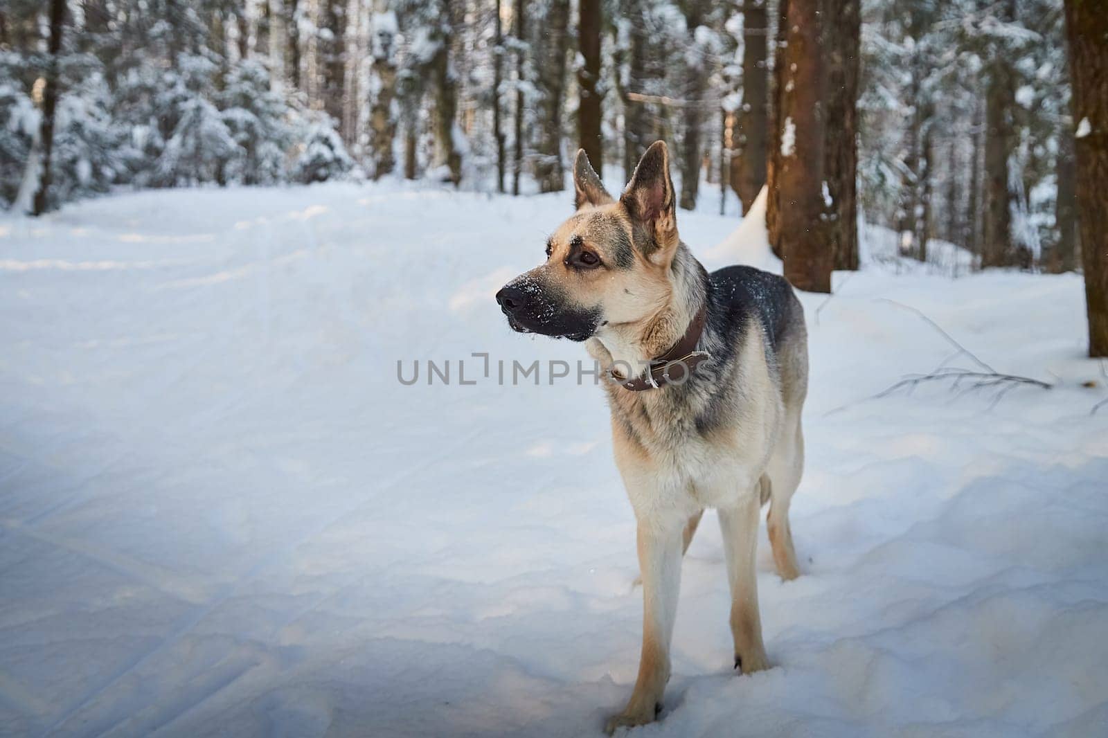 Dog German Shepherd outdoors in the forest in a winter day. Russian guard dog Eastern European Shepherd in nature on snow and white trees covered snow