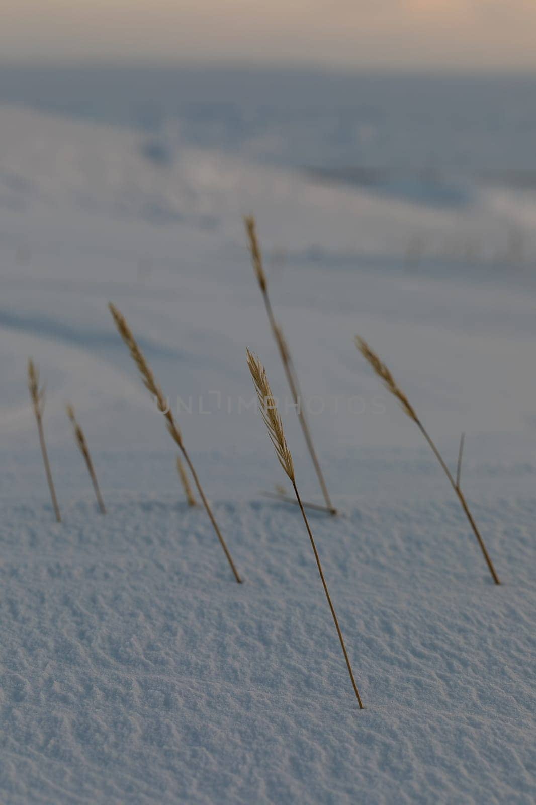 Close-up of sea lyme grass or blue lyme grass covered in snow by Granchinho