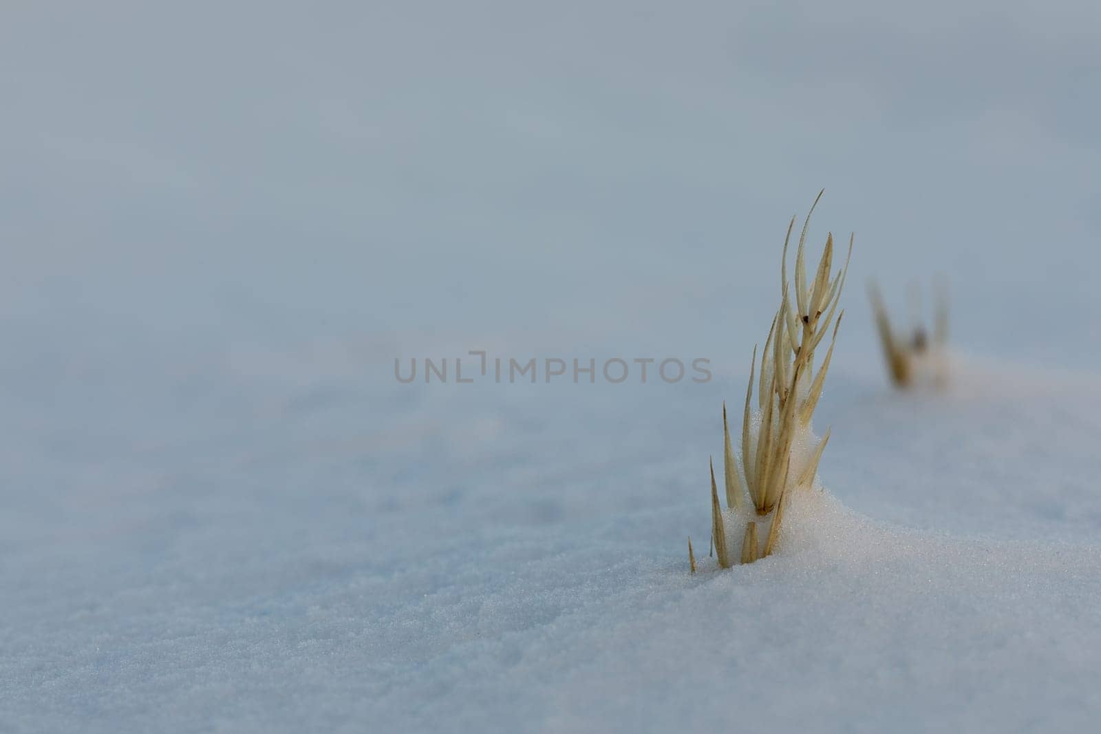 Close-up of sea lyme grass or blue lyme grass covered in snow by Granchinho
