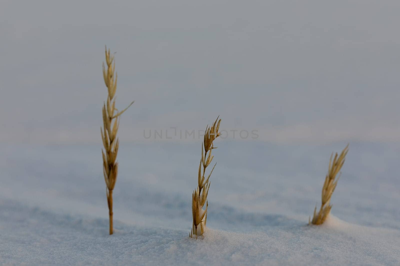 Close-up of sea lyme grass, Leymus arenarius, covered in a snow scene, near Arviat, Nunavut, Canada