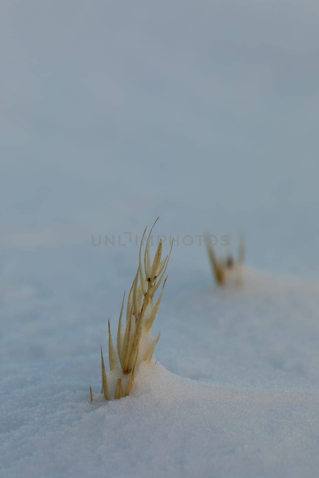 Close-up of sea lyme grass or blue lyme grass covered in snow by Granchinho
