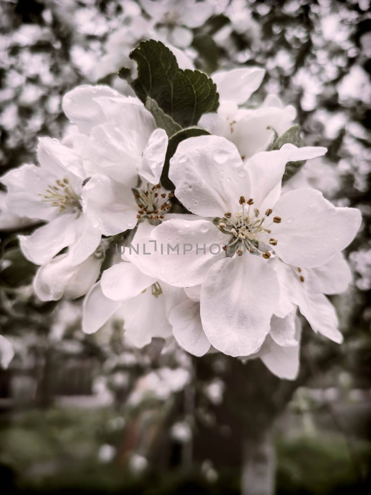 Branch of flowering apple-tree on a background a green garden. by georgina198
