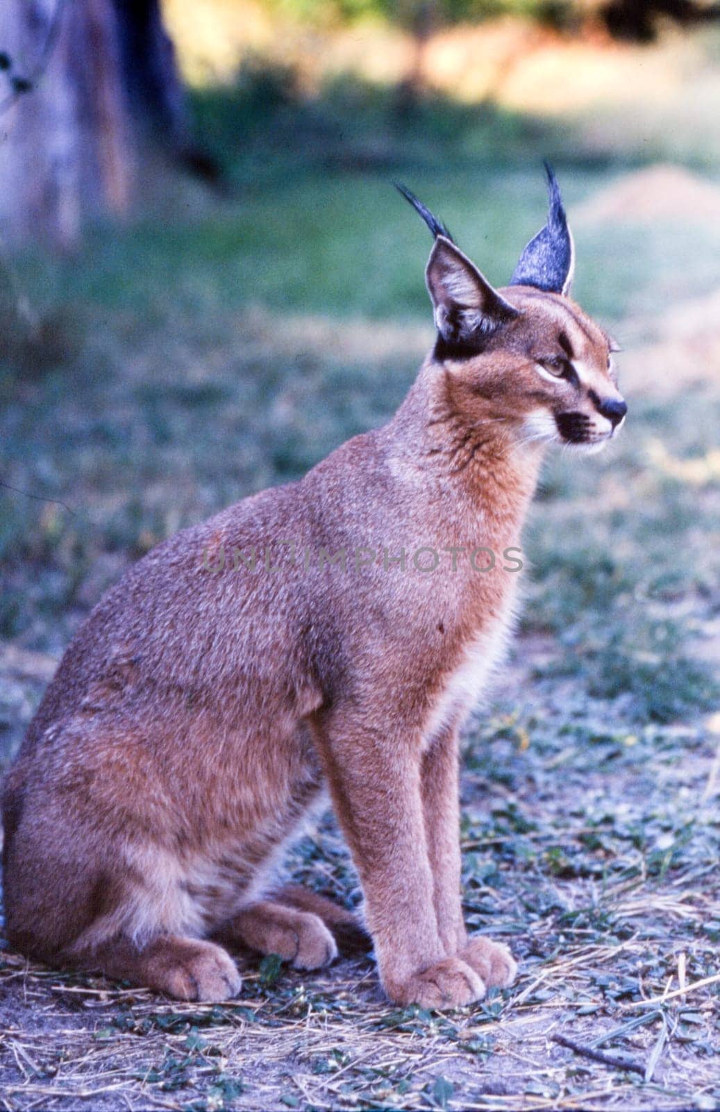 Caracal (Felix caracal), Maun, Ngamiland, Botswana, Africa