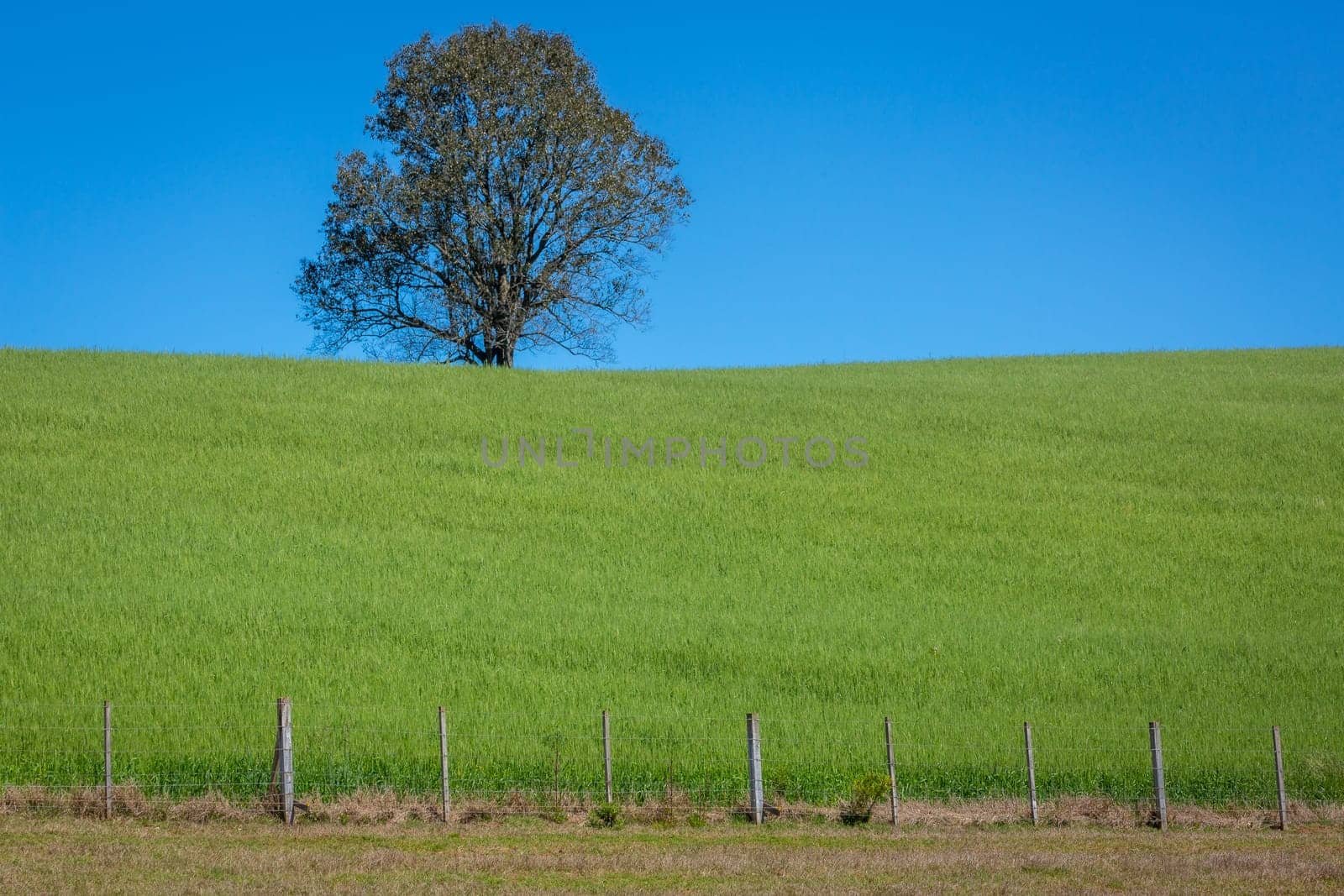 Pampa meadows and lonely deciduous tree in Southern Brazil, near Uruguay and Argentina border