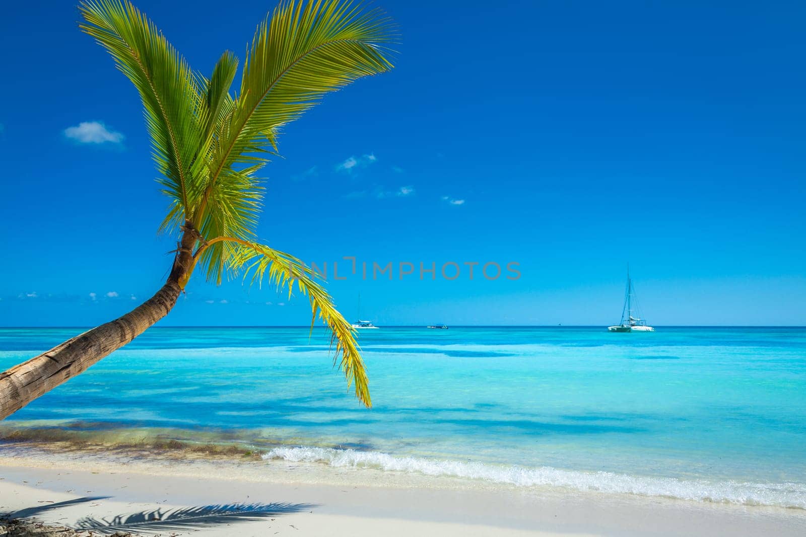 palm trees against blue sky and beautiful beach in Punta Cana at sunny day, Dominican Republic.