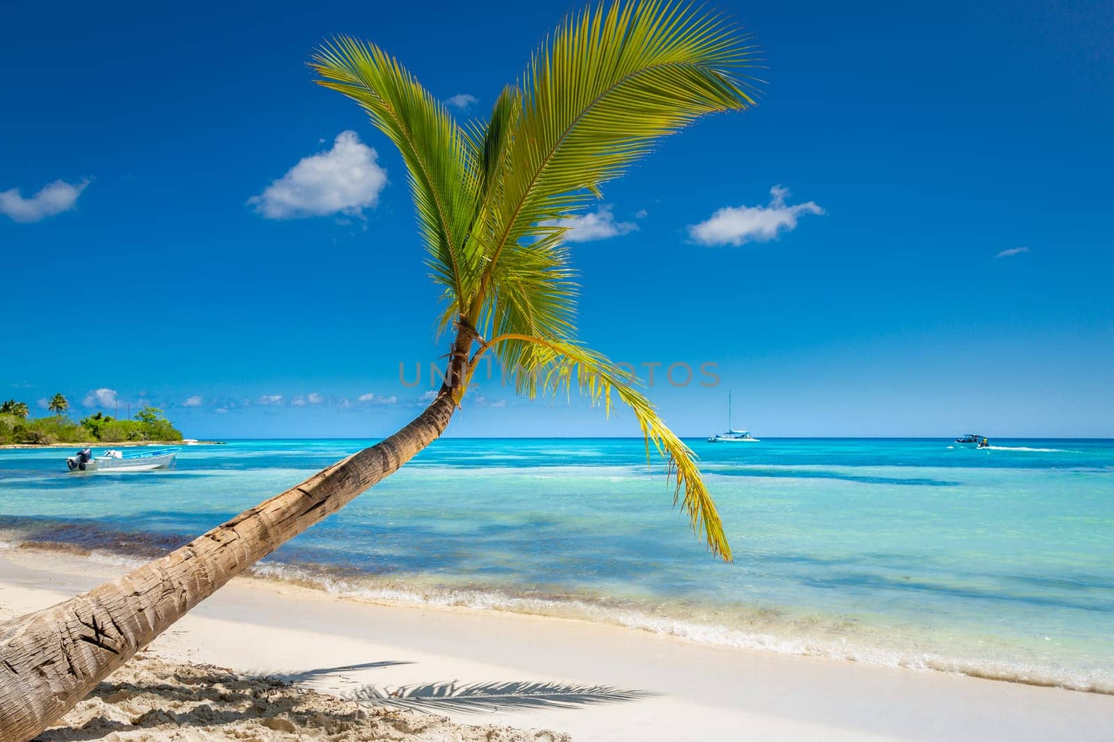 palm trees against blue sky and beautiful beach in Punta Cana at sunny day, Dominican Republic.