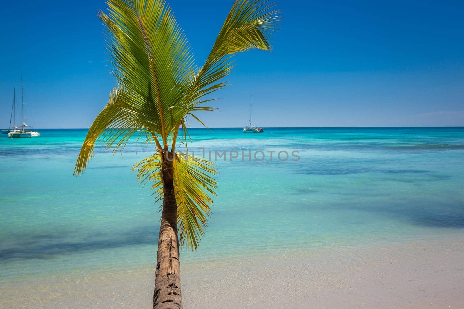palm trees against blue sky and beautiful beach in Punta Cana at sunny day, Dominican Republic.