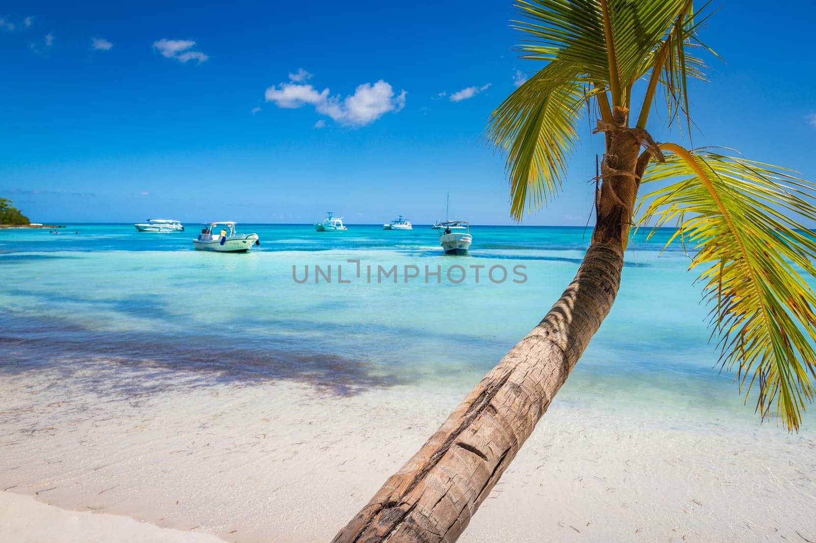 palm trees against blue sky and beautiful beach in Punta Cana at sunny day, Dominican Republic.