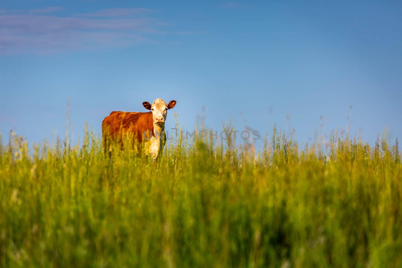 Pampa meadows and lonely cow in Southern Brazil, near Uruguay and Argentina border