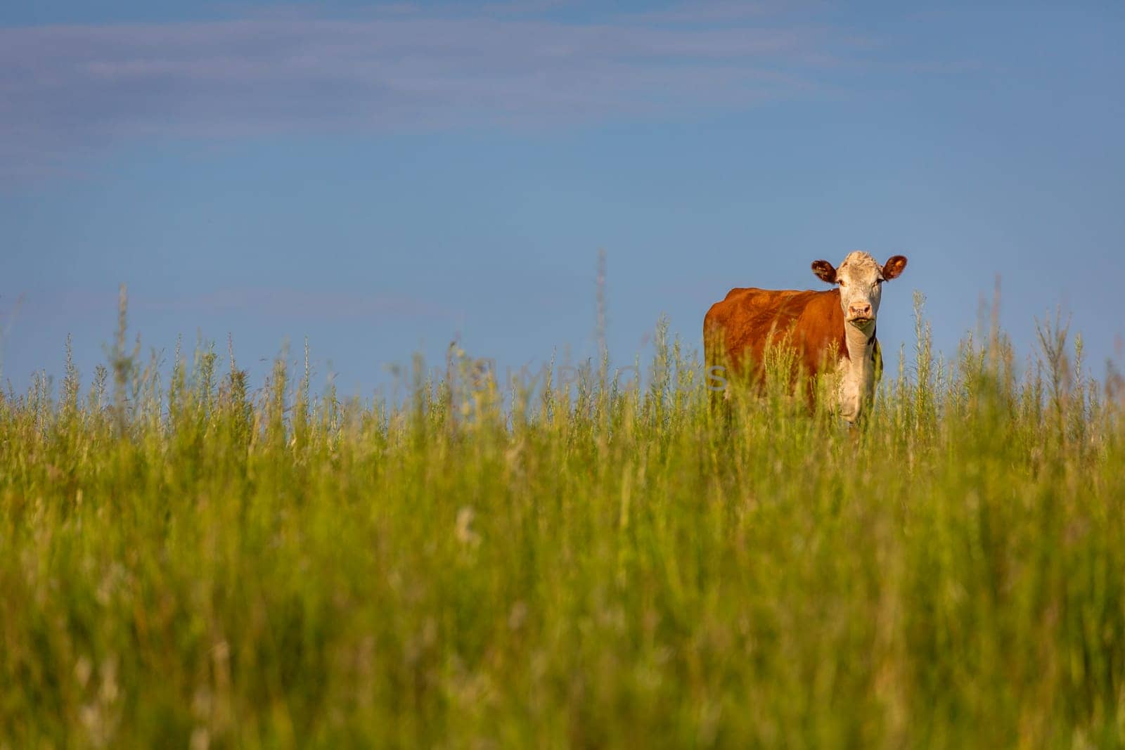 Pampa meadows and lonely cow in Southern Brazil, near Uruguay and Argentina border