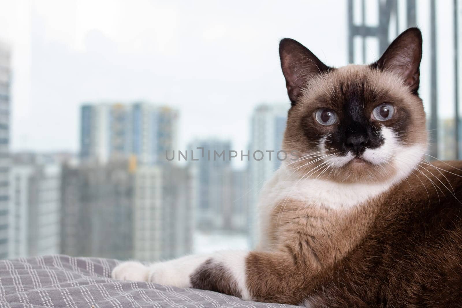 Siamese cat at the window against the background of the city