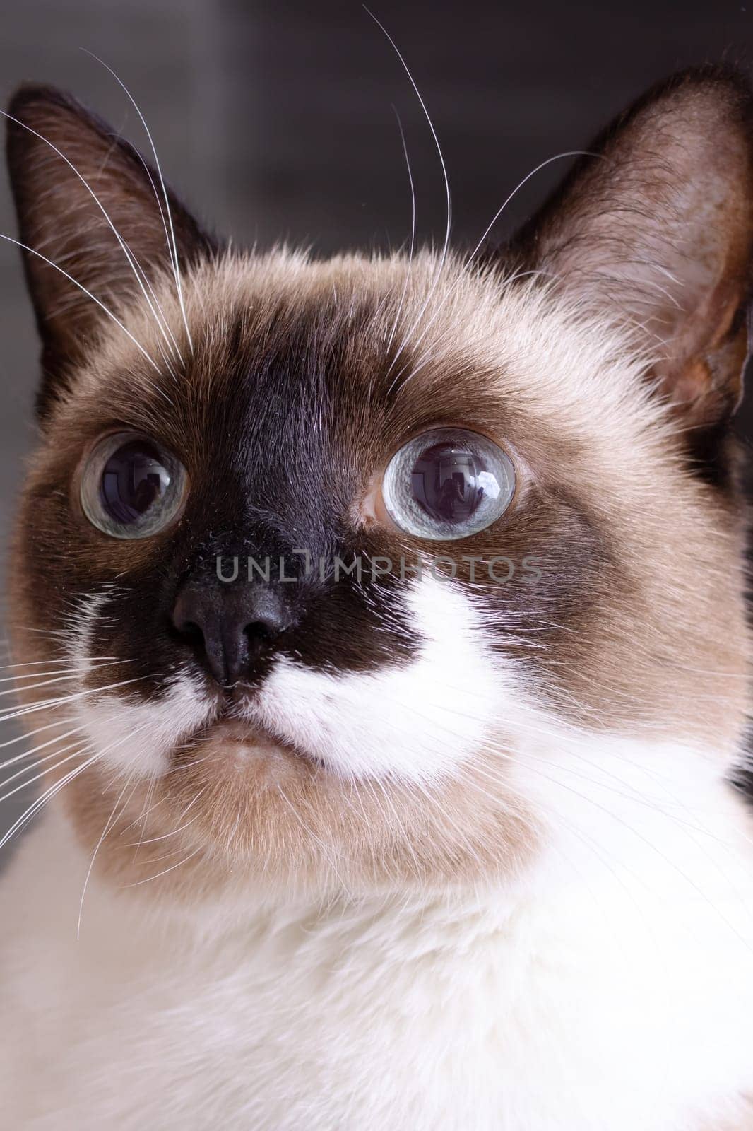 Siamese cat with blue eyes close up portrait