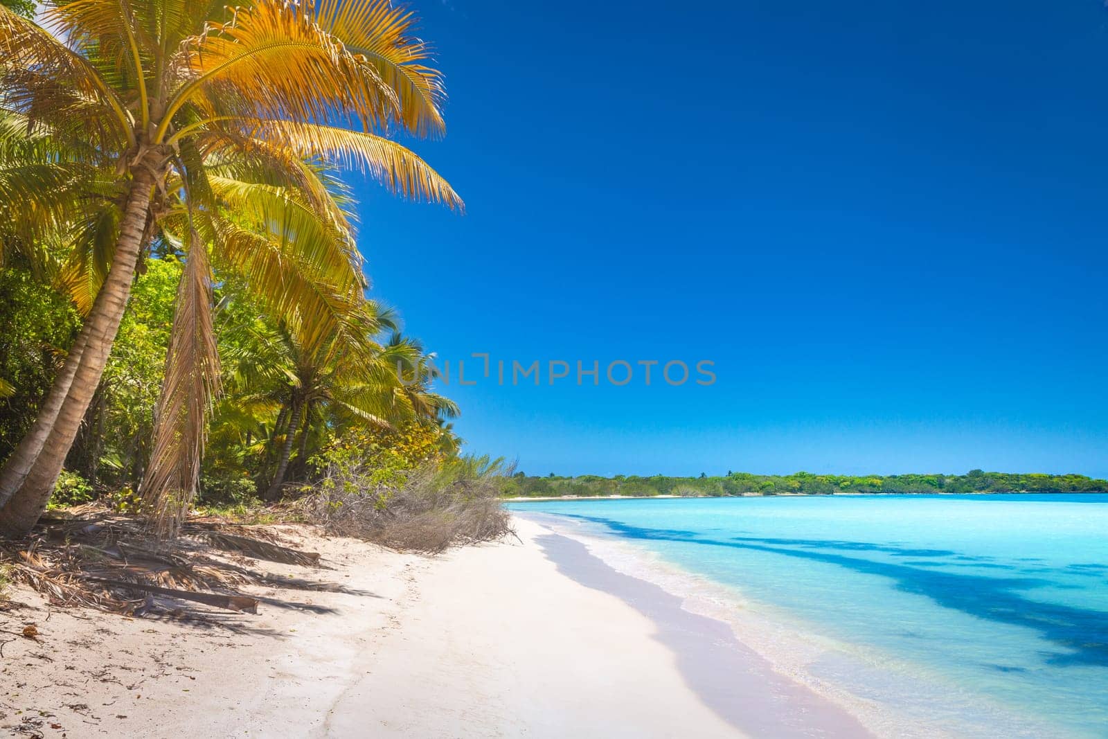 palm trees against blue sky and beautiful beach in Punta Cana at sunny day, Dominican Republic.