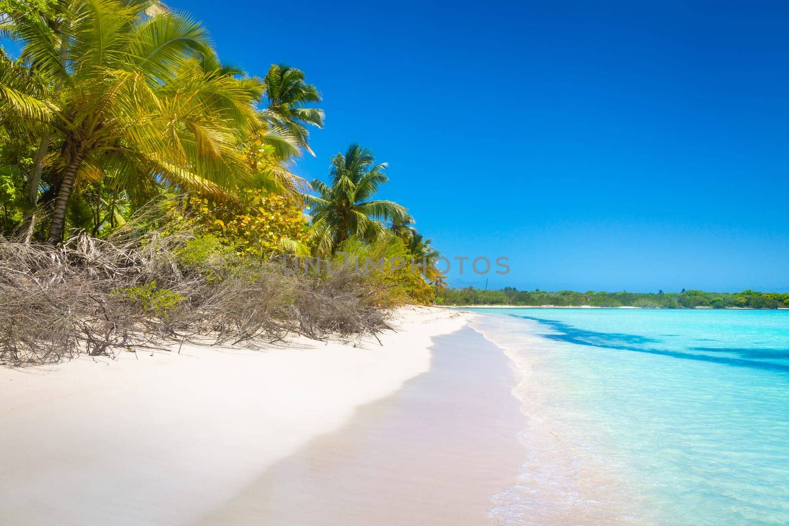palm trees against blue sky and beautiful beach in Punta Cana at sunny day, Dominican Republic.