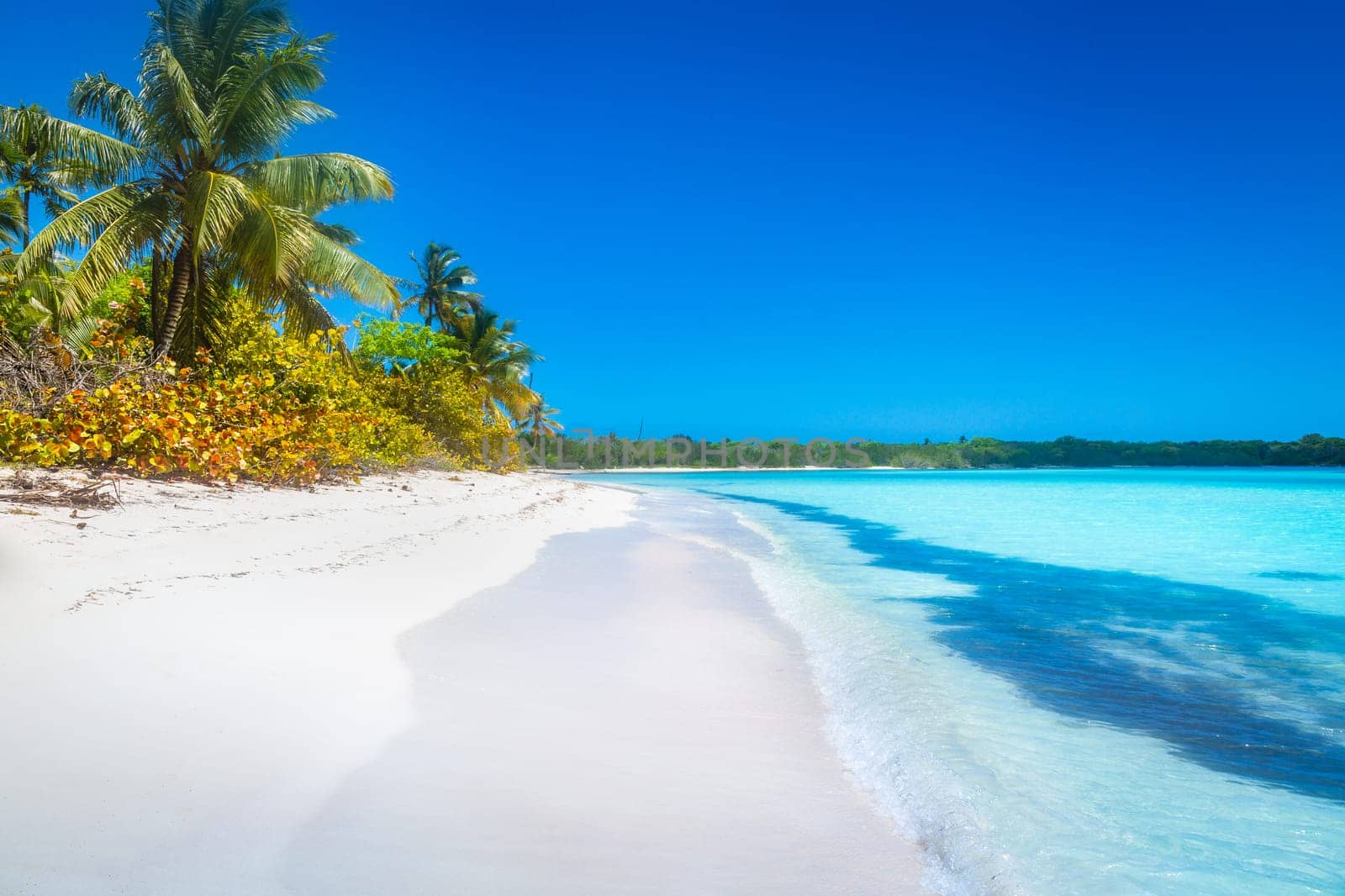 palm trees against blue sky and beautiful beach in Punta Cana at sunny day, Dominican Republic.