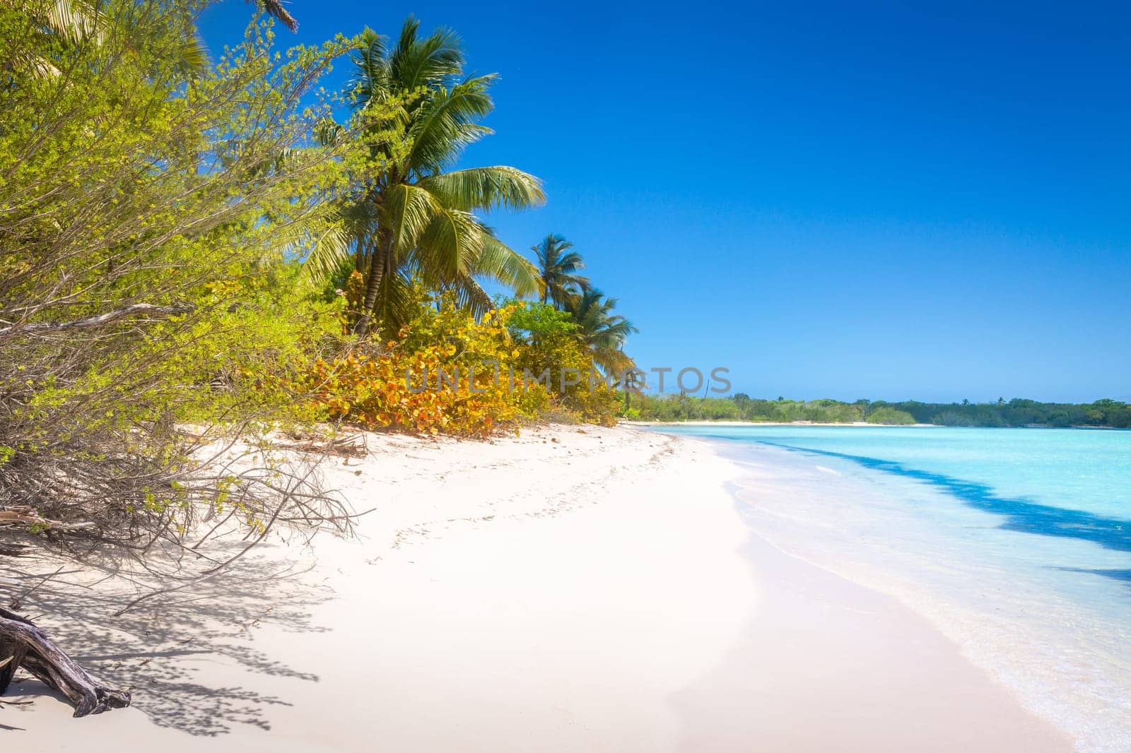 palm trees against blue sky and beautiful beach in Punta Cana at sunny day, Dominican Republic.