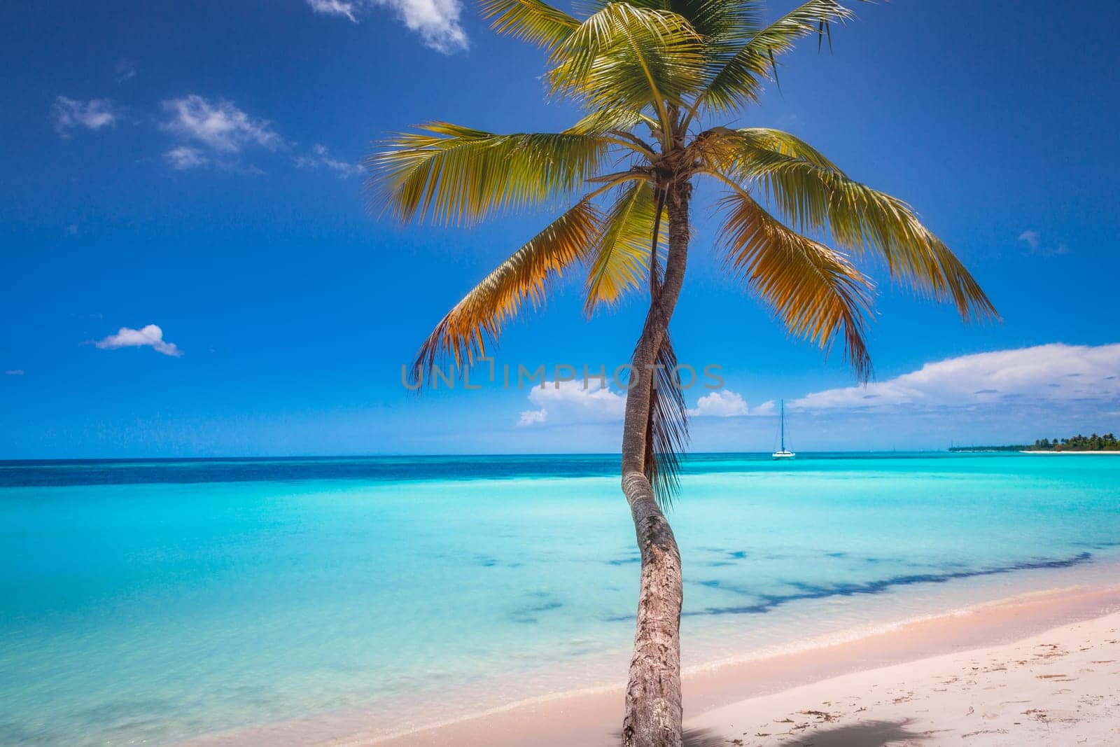 palm trees against blue sky and beautiful beach in Punta Cana at sunny day, Dominican Republic.