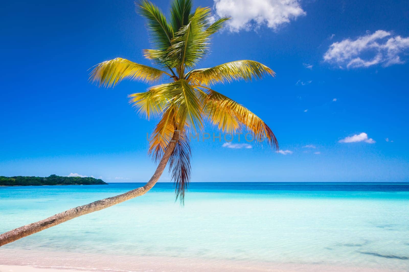 palm trees against blue sky and beautiful beach in Punta Cana at sunny day, Dominican Republic.